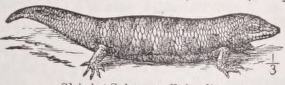 Skink