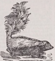 Skunk