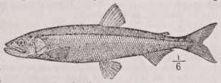 Smelt