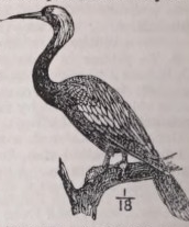 Snakebird