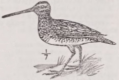 Snipe