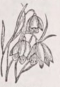 Snowdrop