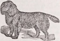 Spaniel