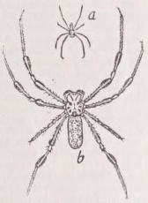 Spider
