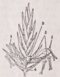 Spikelet