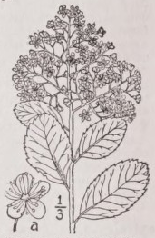 Spiraea