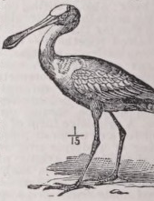 Spoonbill