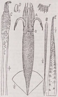 Squid
