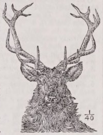 Stag