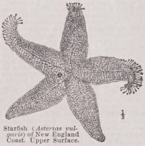 Starfish
