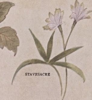 Stavesacre