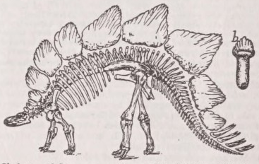 Stegosaurus