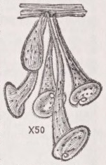 Stentor