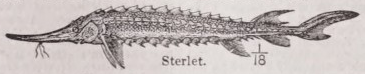 Sterlet
