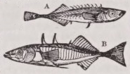 Stickleback