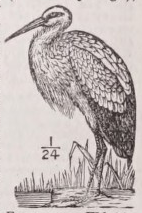 Stork