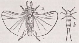Strepsiptera