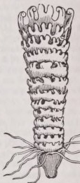 Strobila