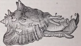 Strombus