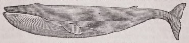 Sulphur-bottom