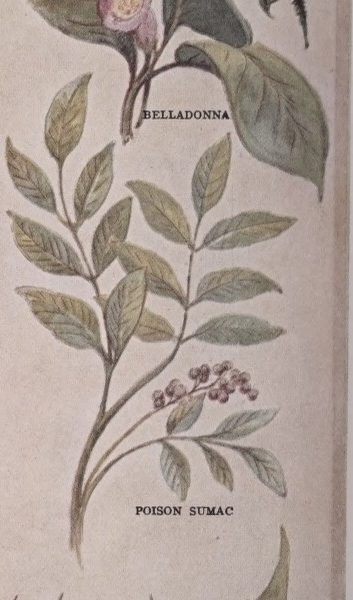 Sumac