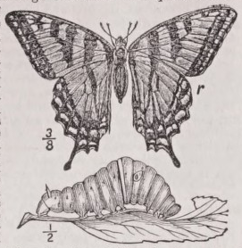 Swallowtail