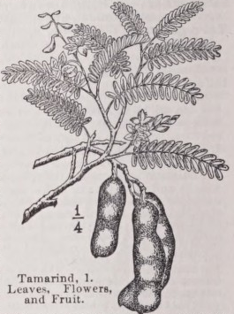 Tamarind