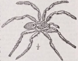Tarantula