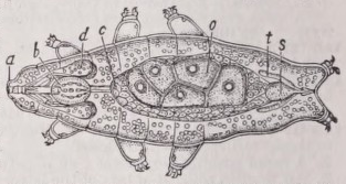 Tardigrada