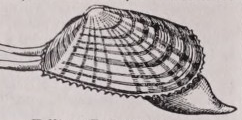 Tellina