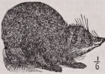 Tenrec
