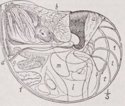 Tetrabranchiata