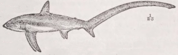 Thresher