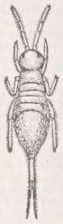 Thysanura