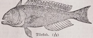 Tilefish