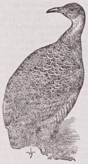 Tinamou