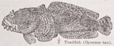 Toadfish