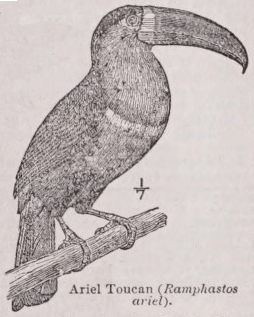 Toucan