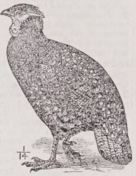 Tragopan