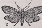 Trichoptera
