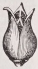 Trilocular