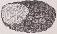 Truffle
