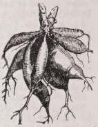 Tuberous