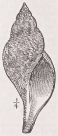 Tulip-shell