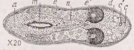 Turbellaria