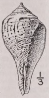 Turbinella
