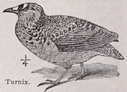 Turnix