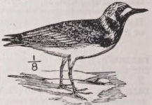 Turnstone