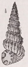 Turritella