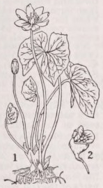 Twinleaf